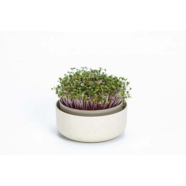 microgreens ivory 1