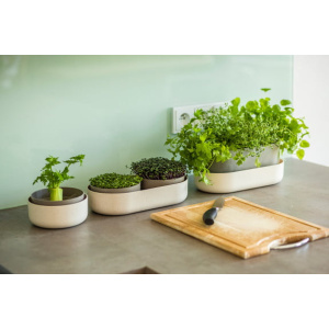 microgreens ivory 13