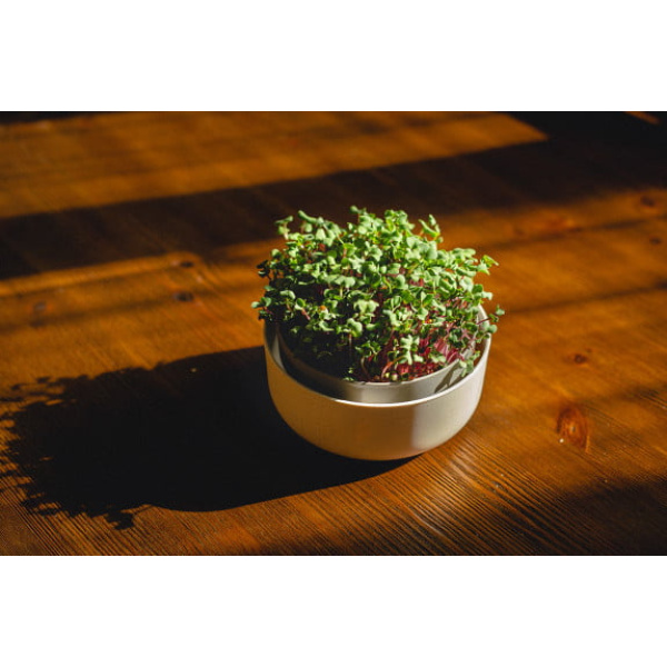 microgreens ivory 14