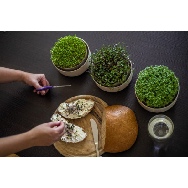 microgreens ivory 15