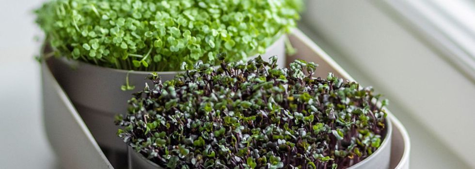 Que son los Microgreens