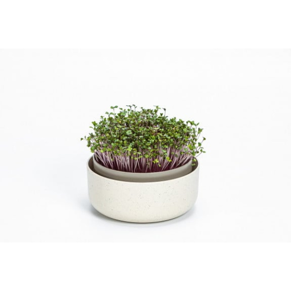 microgreens ivory 1