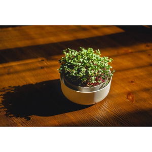 microgreens ivory 14