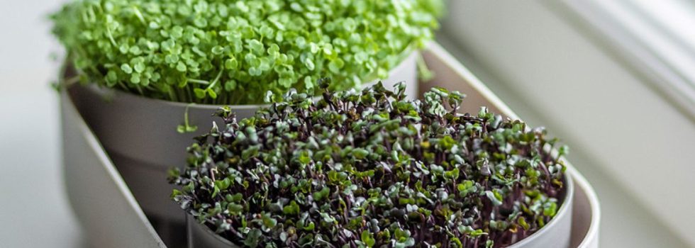 Que son los Microgreens