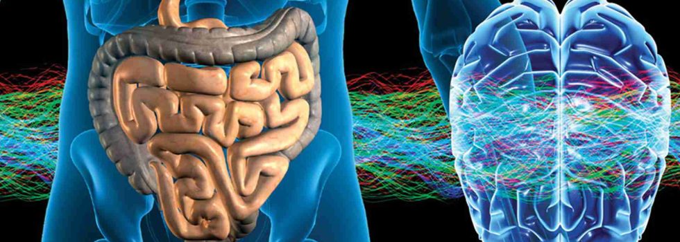 img_0116_RELACIÓN INTESTINO CEREBRO